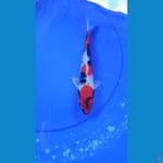 SHOWA 27 CM