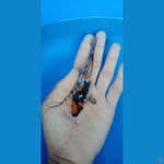 showa 12 cm