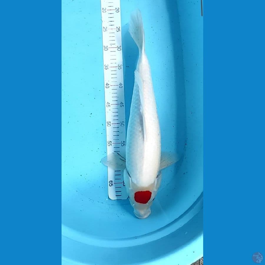 jumbo f48cm