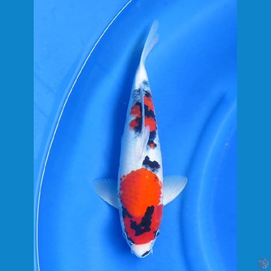 38cm ,F1 Showa 