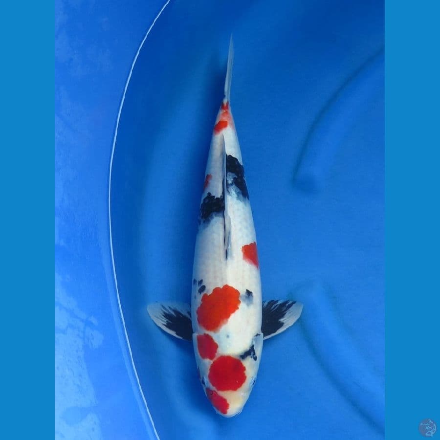 45cm , F1 Showa 