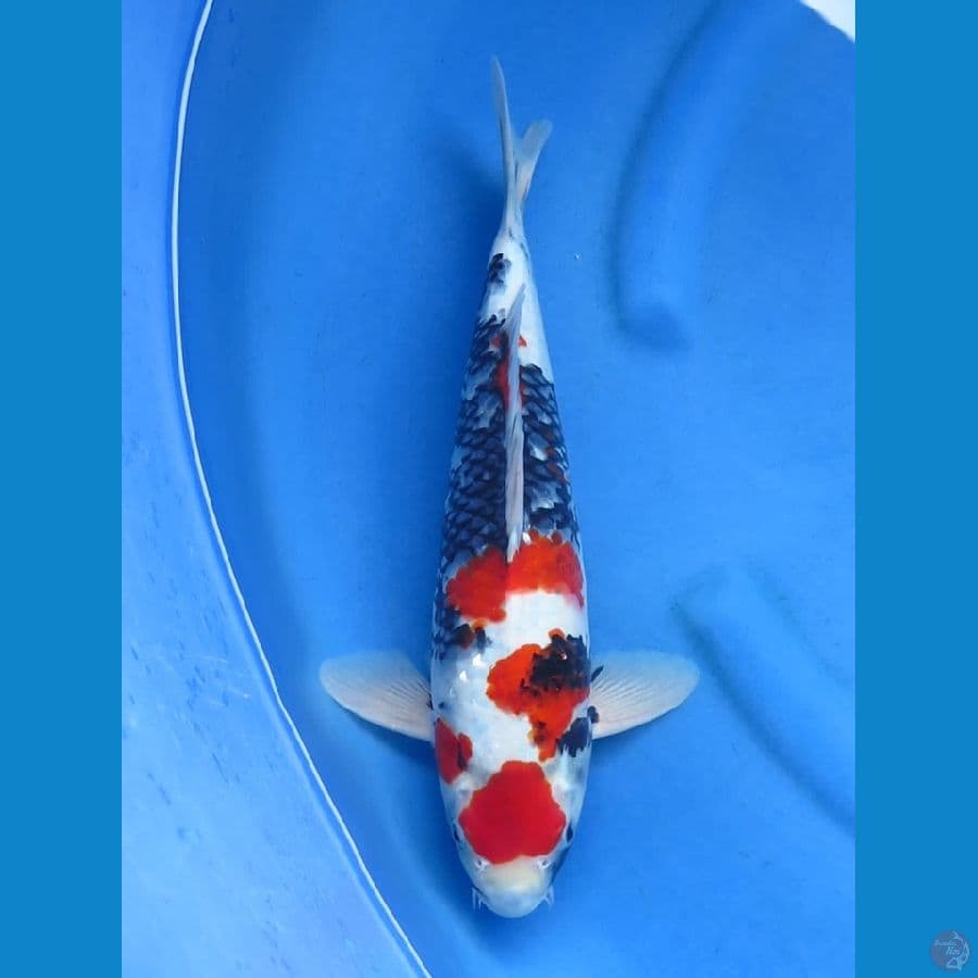 40cm , F1 Showa