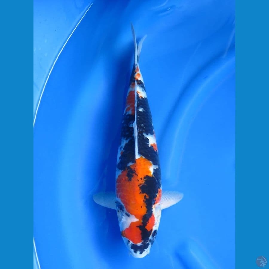 40cm , F1 Showa
