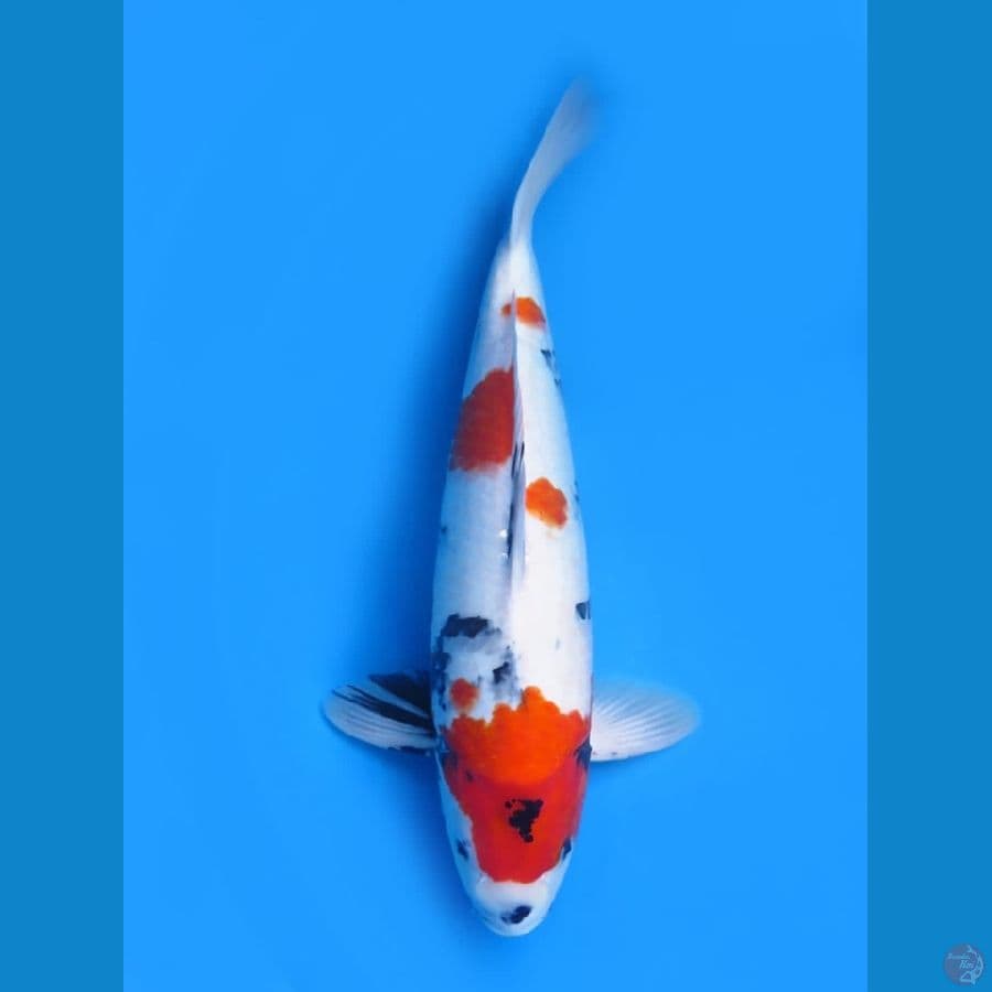 47cm , F1 Showa