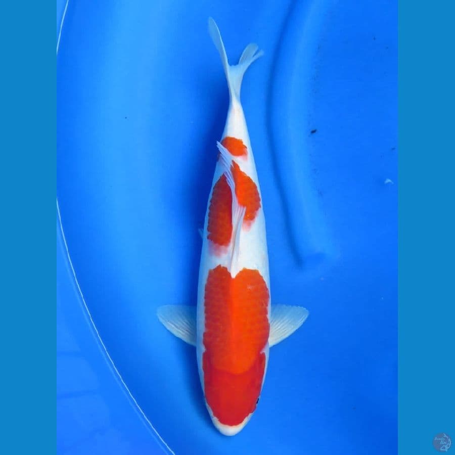 38cm ,  F1 Kohaku 