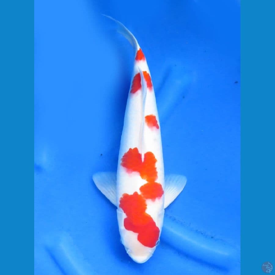 39cm , F1 Kohaku 