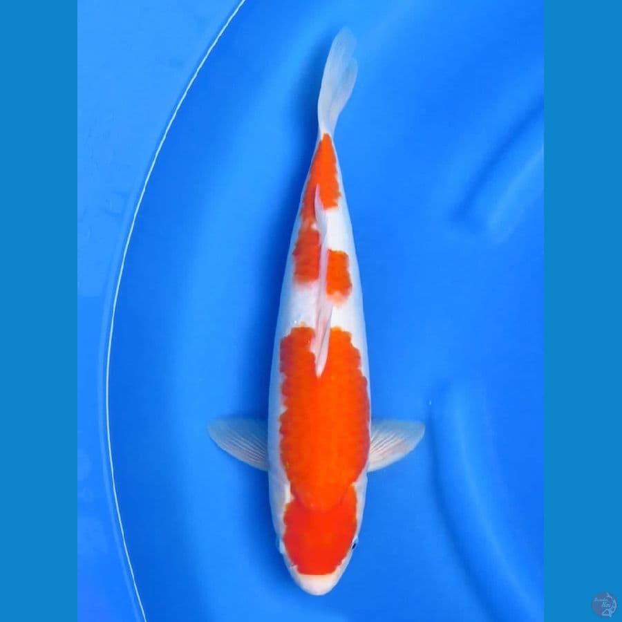 39cm , F1 Kohaku