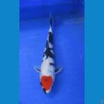 original tancho showa ±25cm HQ