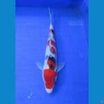 showa ±27cm