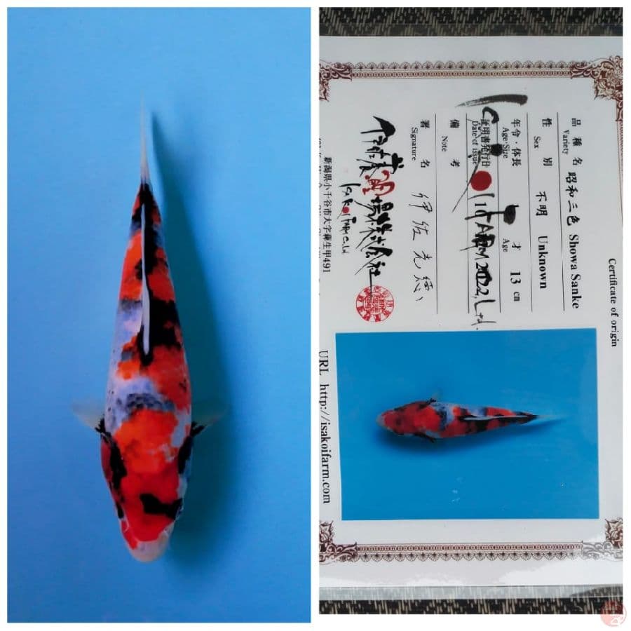 REAL IsaKoiFarm 20cm