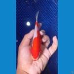 doitsu murni 15cm
