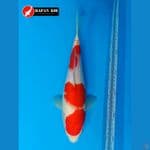 Mapan Koi - KOHAKU 34 CM FM