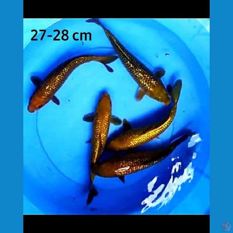 Paket 5 ekor chagoi ginrin 27-28 cm
