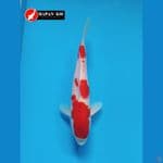 MAPAN KOI - KOHAKU 30 CM - MALE