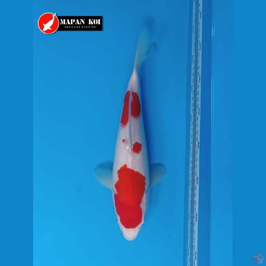 MAPAN KOI - KOHAKU 35 CM - FM