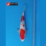 MAPAN KOI - KOHAKU 35 CM - FM