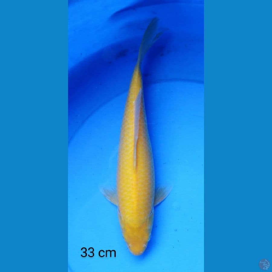 karashi punuk 33 cm