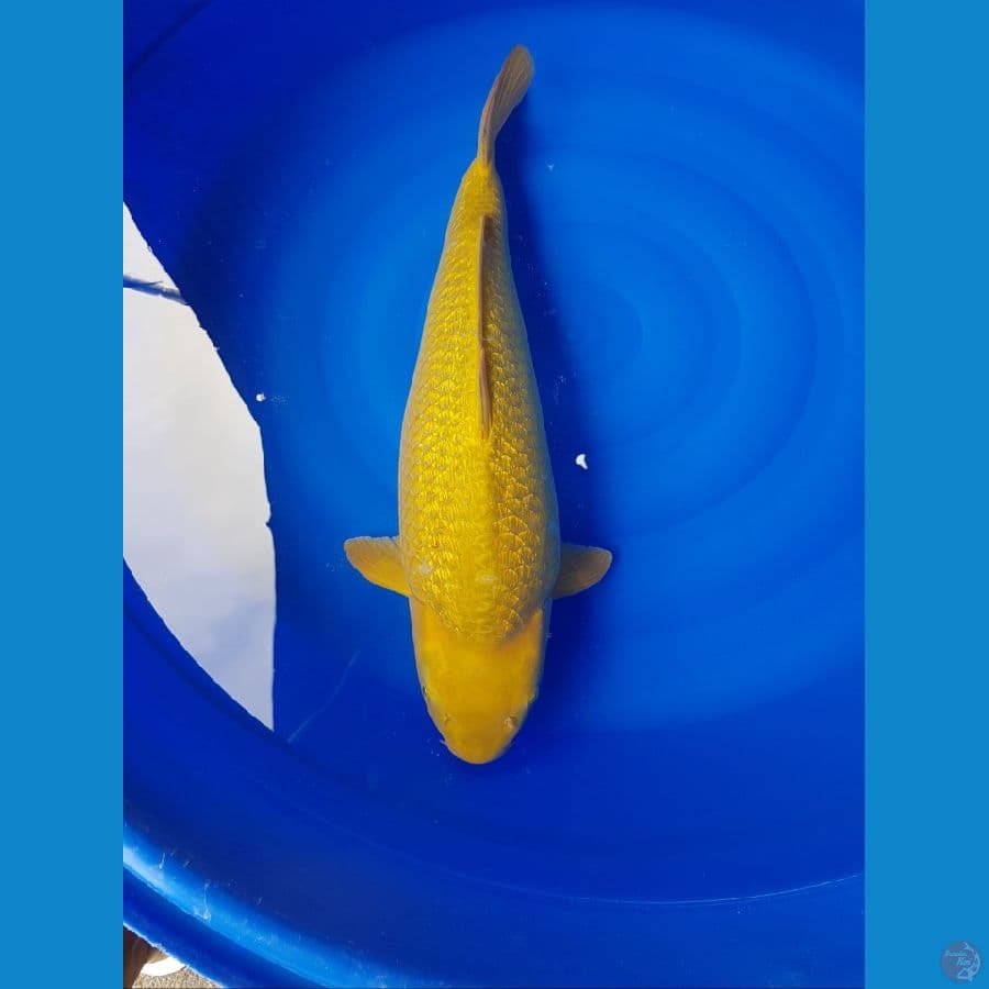 midori jumbo punuk 65cm