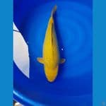 midori jumbo punuk 65cm