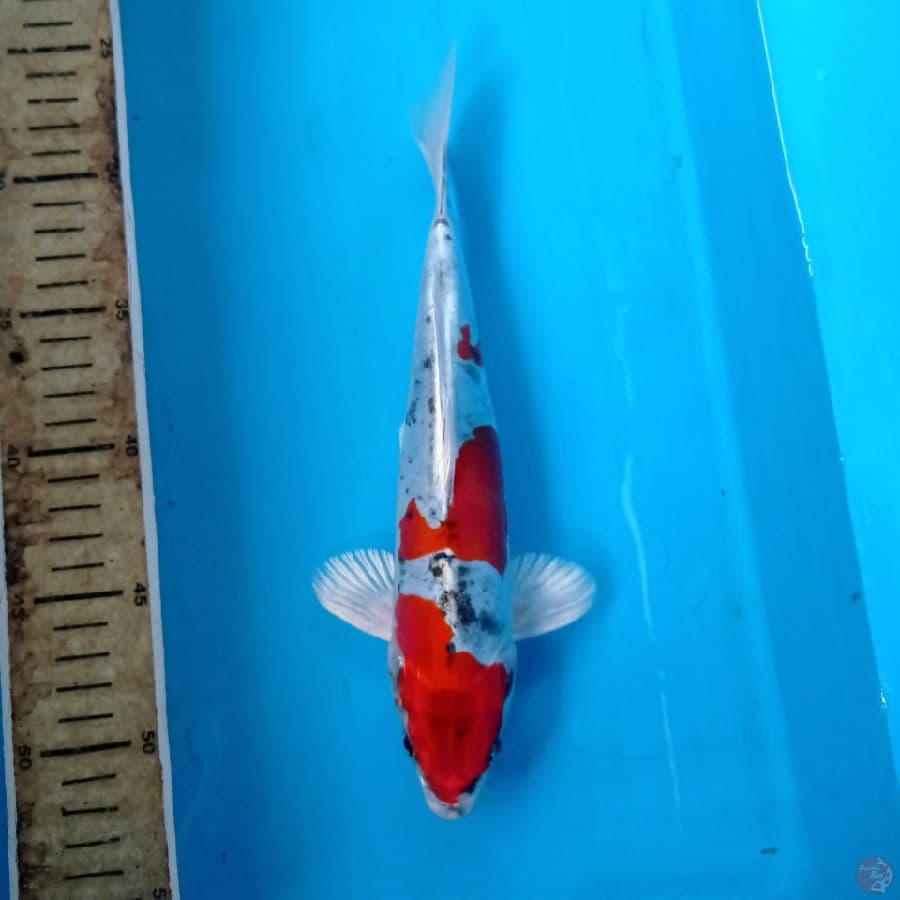 kikokuryu, 25 cm
