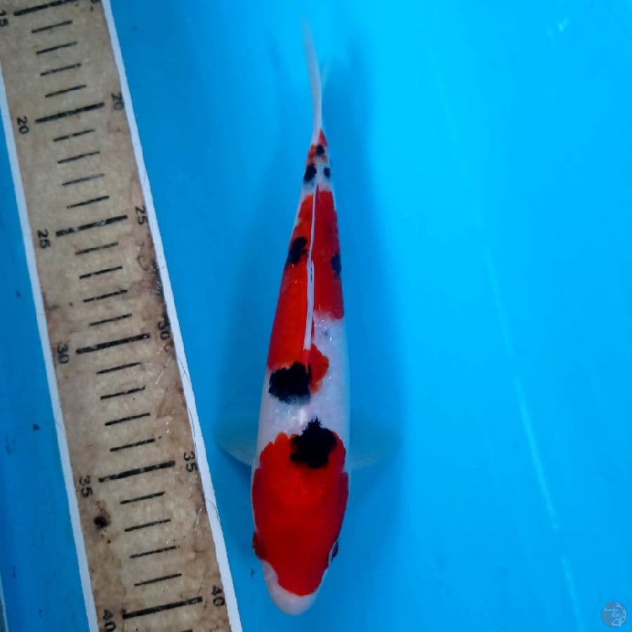 sanke, 21 cm
