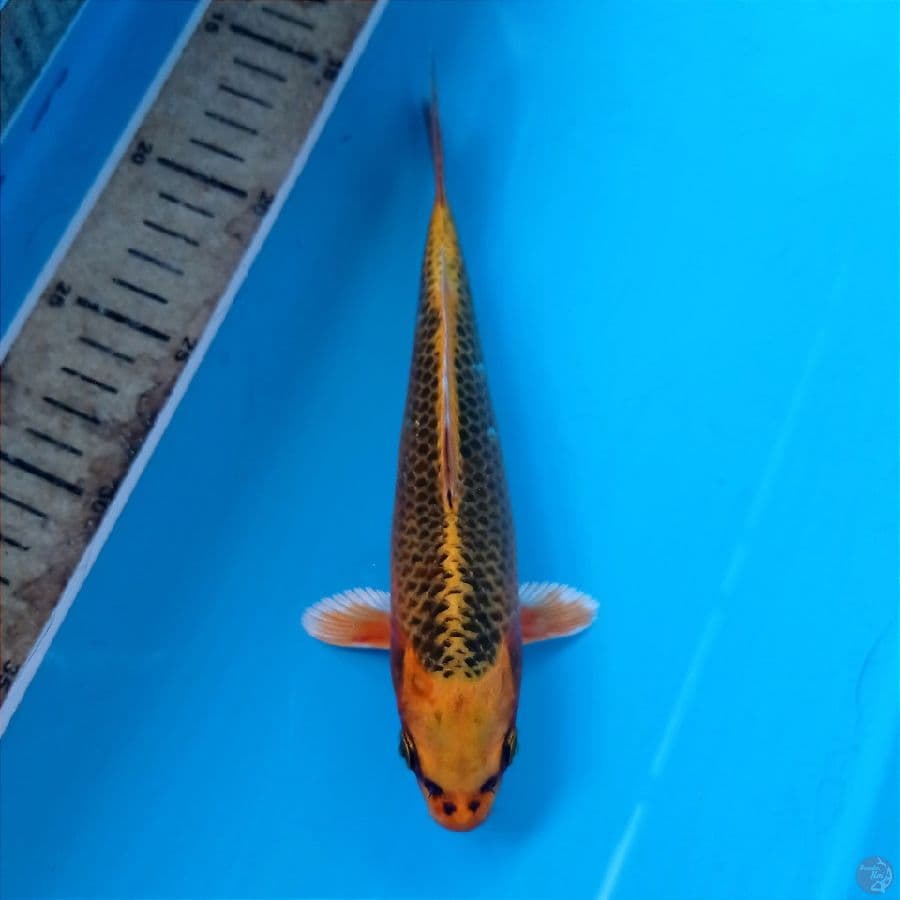 kin matsuba, 20 cm