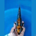 kikokuryu 28cm 