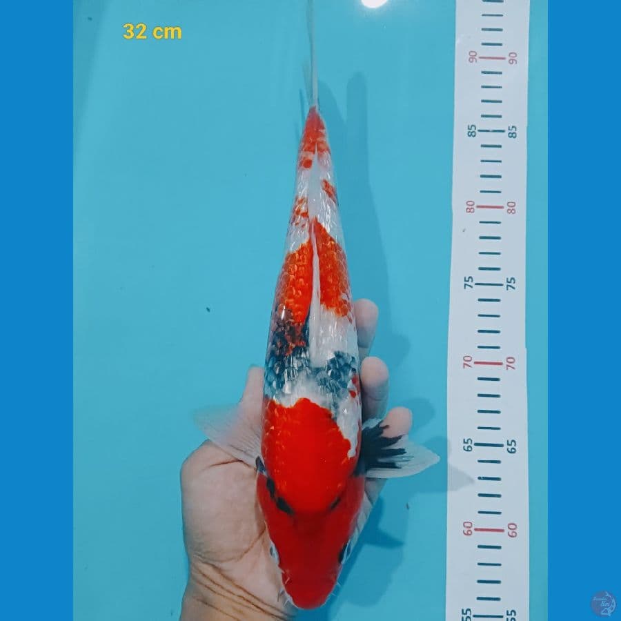 showa ginrin 32 cm
