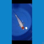 tanco kohaku 40cm
