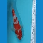KOHAKU ANTIK 29CM