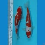 DUO KOHAKU DOITSU 26,27 CM