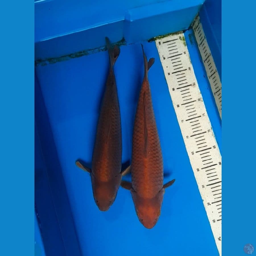 2 ekor chagoi 50 cm 