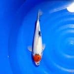 tancho showa 33cm