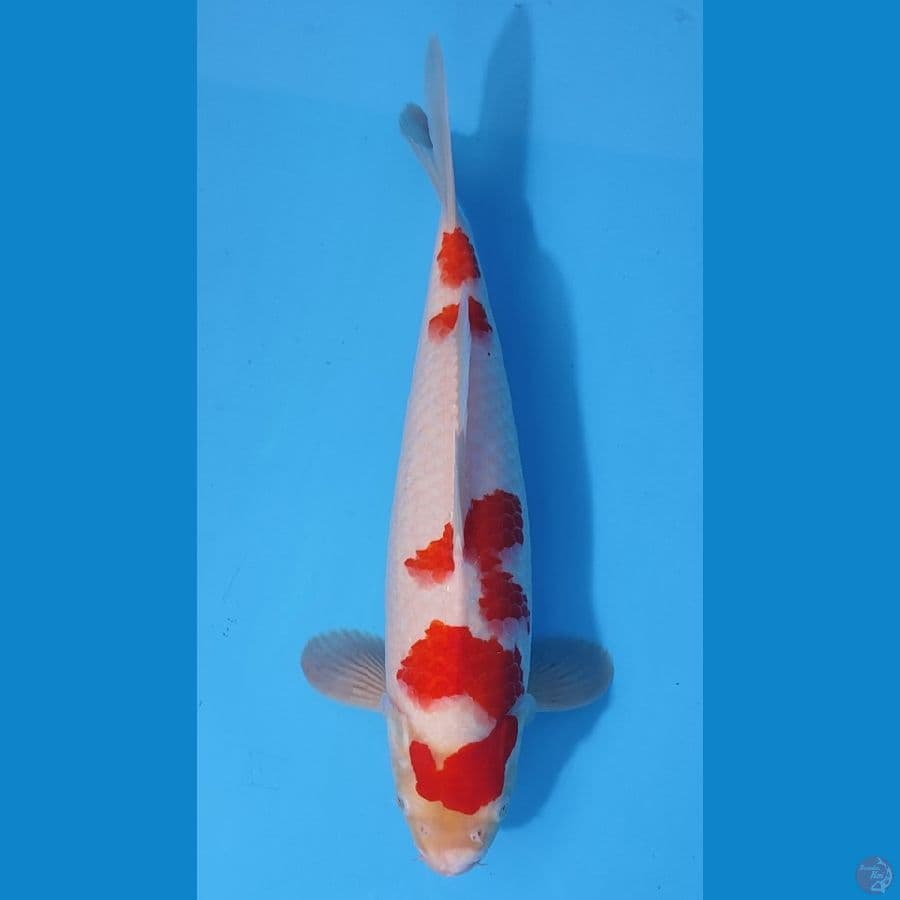 KOHAKU SAKURA ~38cm/Male~