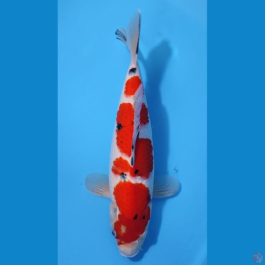 KOHAKU HQ CALON BAGUS ~35cm/Feemale~