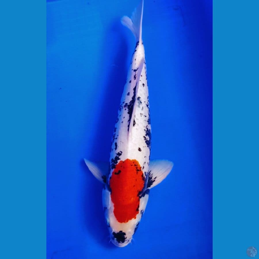 40up Beni matsukawabake male