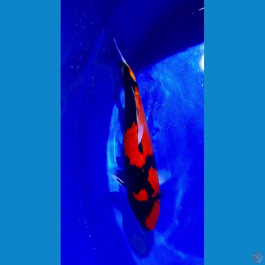 hi showa 34 cm male