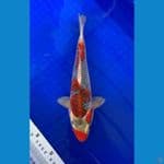 GHOSIKI RACING 30CM