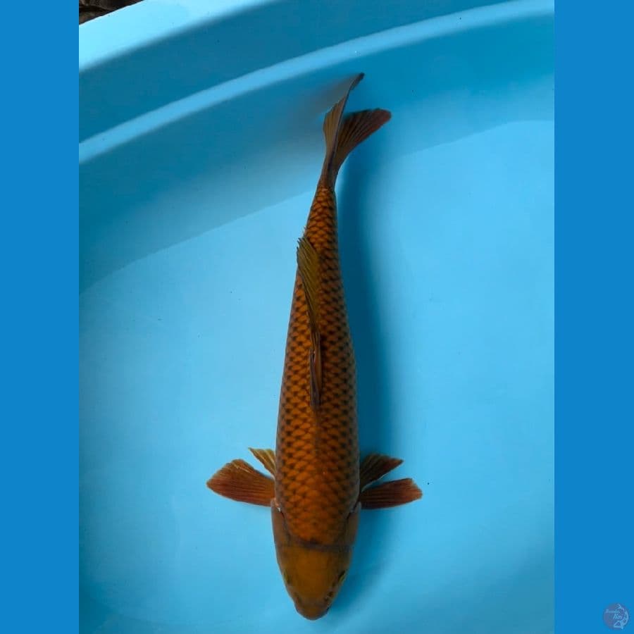 CHAGOI 48CM MALE