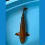 CHAGOI 48CM MALE