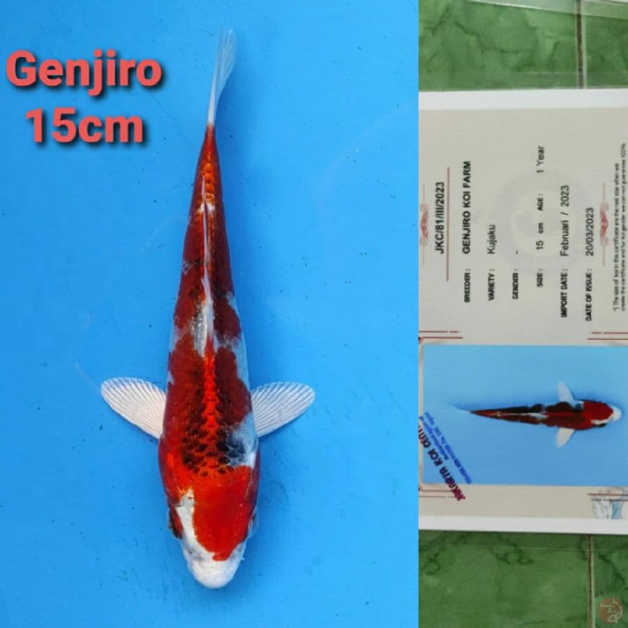 GENJIRO KUJAKU 15CM SERTI