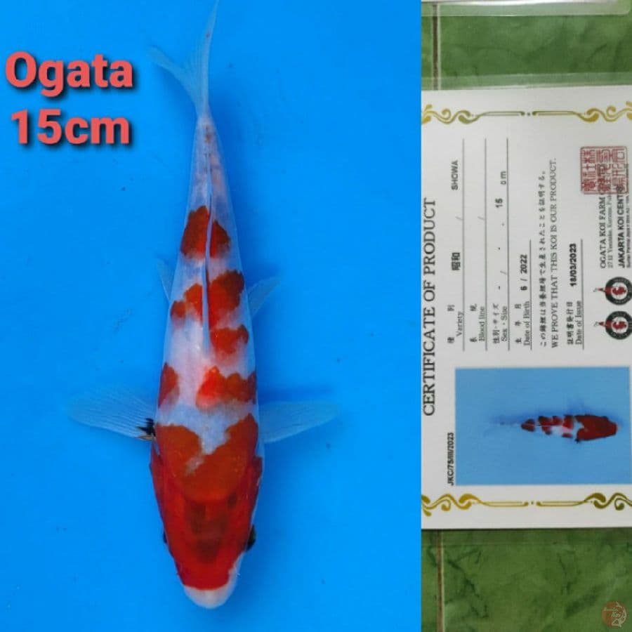 OGATA SHOWA 15CM SERTI