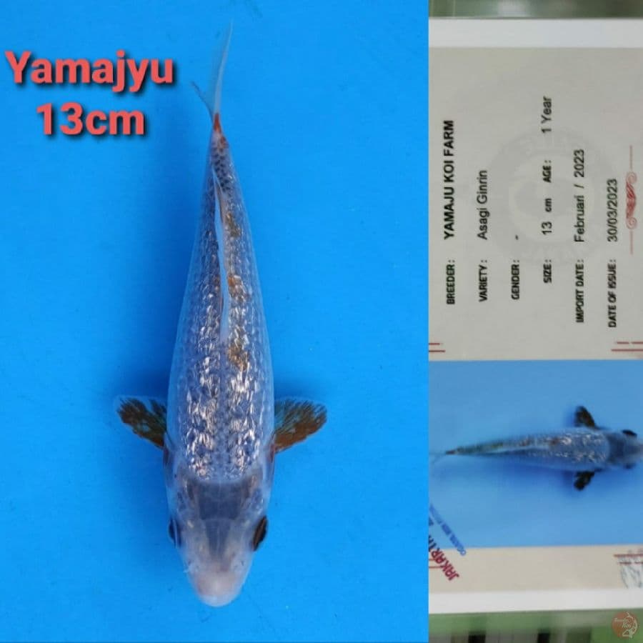 OGATA SHOWA 13CM SERTI