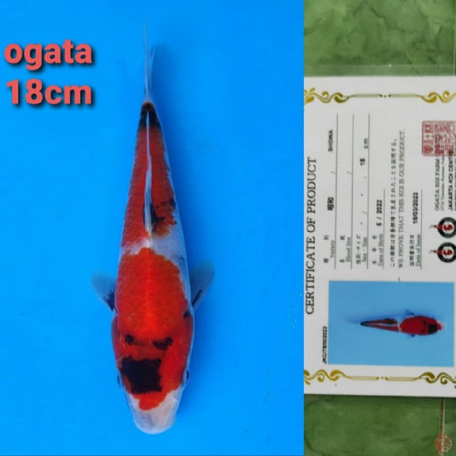 OGATA SHOWA 18CM SERTI