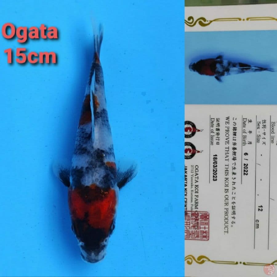 OGATA SHOWA 15CM SERTI