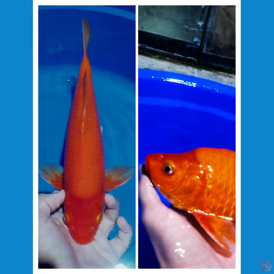 Red Karasi 33cm