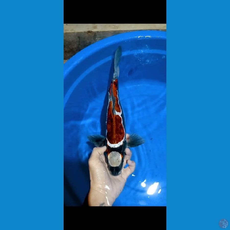 Antik 40CM Jantan