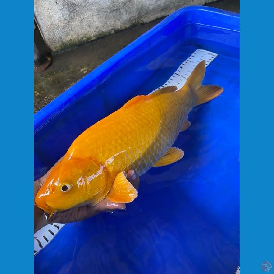 karashi mm, jantan 40 cm ~v4