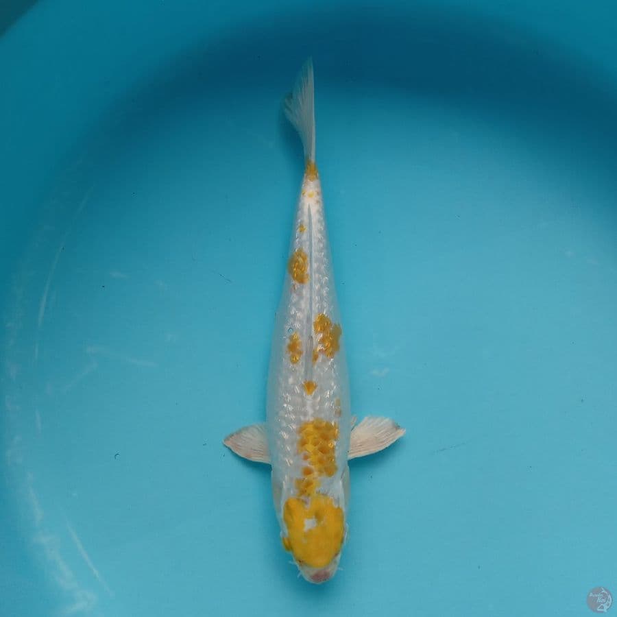 MARUTEN HARIWAKE GINRIN 30CM