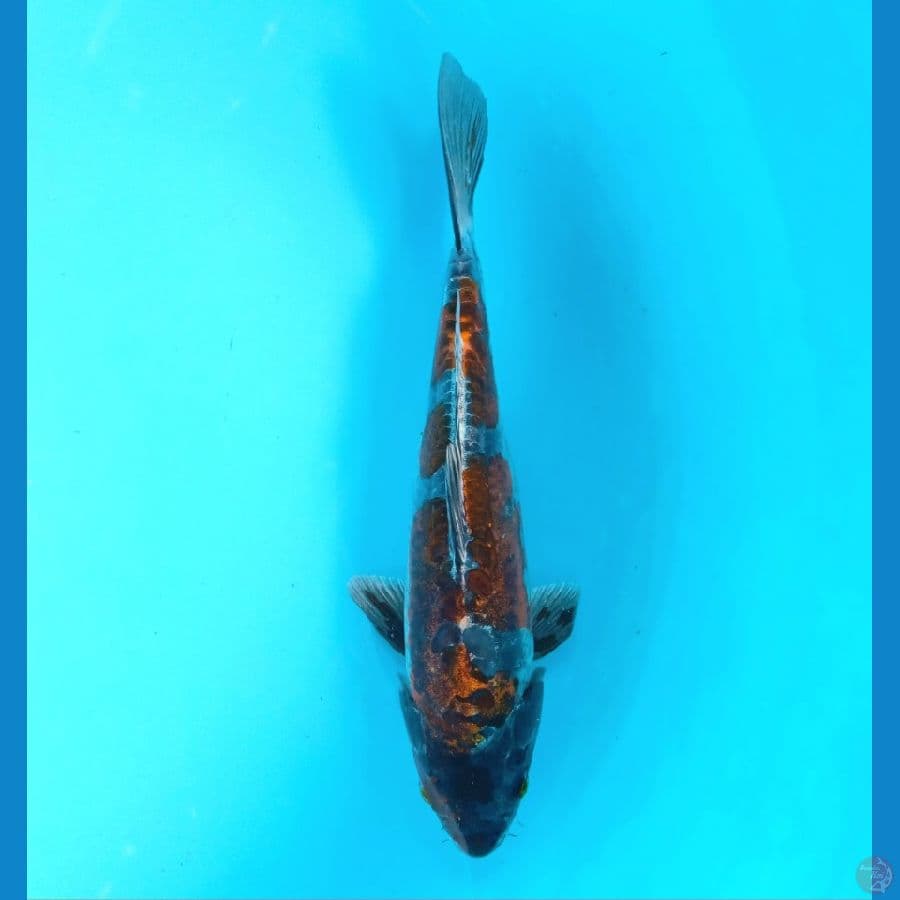 BENI KIKOKURYU 25CM